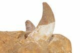 Fossil Primitive Whale (Basilosaur) Upper Jaw Section - Morocco #217826-4